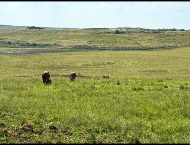 FARM FOR SALE IN NEWCASTLE RURAL